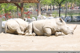 과천 서울 대공원에서 - 흰 코뿔소